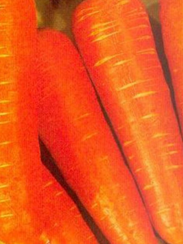 KURODA - 5 gr - Seminte de morcov de la Sakata
