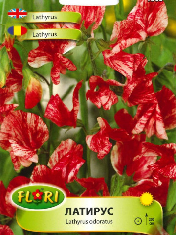 Lathyrus America (Orastica) - Seminte Flori Lathyrus American de la Florian