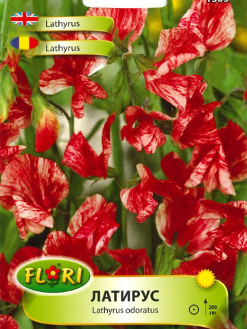 Lathyrus America rosu (Orastica) - Seminte Flori Lathyrus American de la Florian