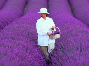 Lavanda (300 seminte) de Levantica (Lavandula officinalis), de la Laktofol