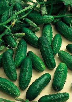 Levina mix F1 (50 gr), seminte castraveti cornison hibrid timpuriu, Opal