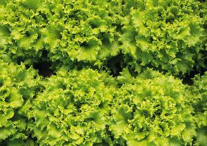 Lianabel (5000 seminte) drajate de salata creata, Bejo