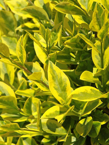 Ligustrum ovalifolium Aureum (ghiveci 1,5 l), lemn cainesc auriu