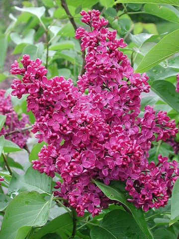 Liliac Andenken an Ludwig Spath, arbust ornamental cu flori grupate in buchete conice, mov închis, plăcut parfumat, 1 arbust de 1,5-2 m inaltime, Yurta