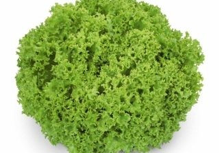 Lozano - 1000 sem - Seminte drajate de salata cu capatani mari foarte atractive de aproximativ 400-450 de grame de la Rijk Zwaan