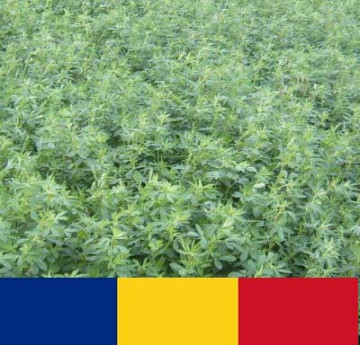 Lucerna Roxana (1 kg) seminte de lucerna romaneasca drajata, rezistenta la inghet soi autohton, 4 Agro
