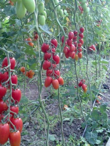 Lucinda F1 (100 seminte) Seminte Rosii Tip Cherry Prunisoare Nedeterminata, HazeraGenetics