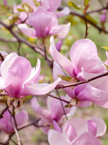 Magnolie George Henry Kern cu flori mari, parfumate, in nuante de roz