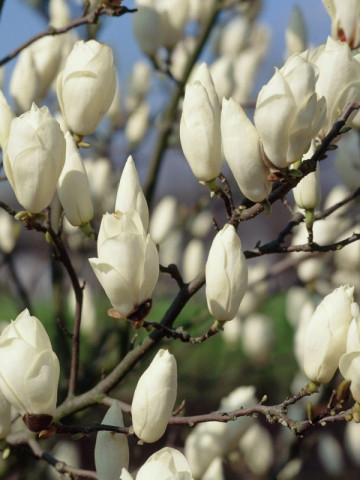 Magnolie soulangeana Alba Superba (ghiveci 2 L), flori mari, albe ca zapada