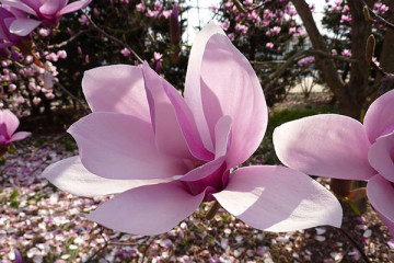 Magnolie soulangeana (ghiveci 2L), flori mari, forma de clopot, colorate in roz la exterior si albe la interior