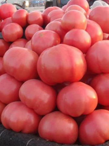 Malinowy Ozarowski (300 seminte) tomate tip Gigant Roz nedeterminate, gust de odinioara tip Beef, origine Polonia