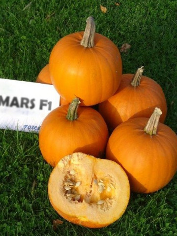 Mars F1 - 250 sem - Seminte de dovleac de Halloween Hibrid Profesional de la Tozer Seeds
