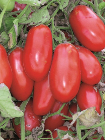Massaro F1 - 1000 sem - Seminte de rosii determinate cu fructe tip prunisoara 85-90 gr/fruct de la United Genetics