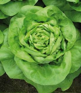 Medusa - 5 grame - Seminte de salata ce se preteaza pentru cultivare in perioade reci avand o capacitate de crestere excelenta chiar si in conditii de lumina scazuta cu capatana compacta si cu frunze de culoare verde intens de la Isi Sementi