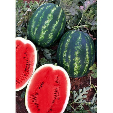 Melia F1 (Ustun F1) (1000 seminte) de pepene verde oval tip Crimson aromat, Yuksel
