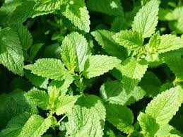 Menta dulce - 0,1 grame - Seminte de menta dulce cu aroma specifica indicatii terapeutice de ameliorare a durerilor de cap stres si are o actiune stimulanta si invioratoare de la Florian
