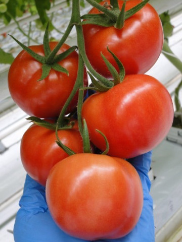 Merlice F1 (1000 seminte) rosii nedeterminate, Seminis