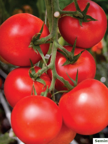 Moldoveanu F1 (100 seminte) de rosii cu ciclu prelungit, Agrosel