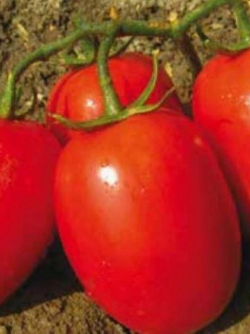 Morgan F1 (1000 seminte) tomate tip prunisoare, Profit Seeds