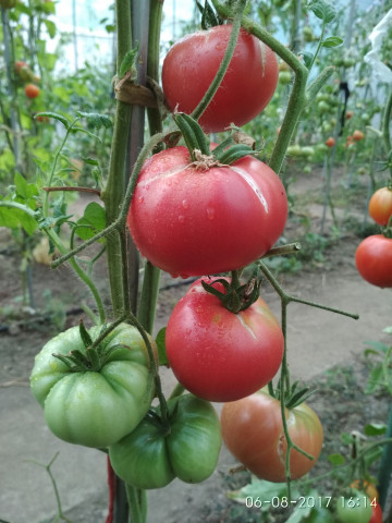 Mortgage Lifter (40 seminte) rosii gigant, soi heirloom, de culoare intens-sangerie, tip beefsteak, USA