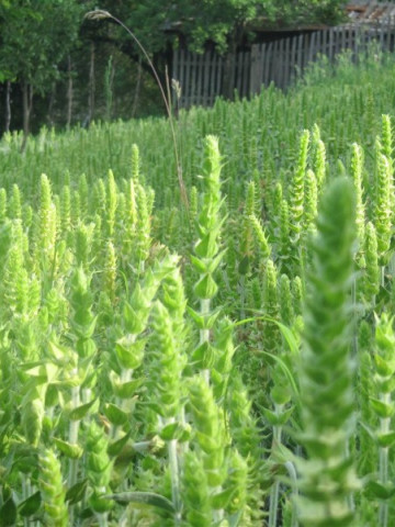Mursalski Ceai (1 Kg) seminte de Ceai Mursalski planta cosmonauţilor, SCDL Buzau