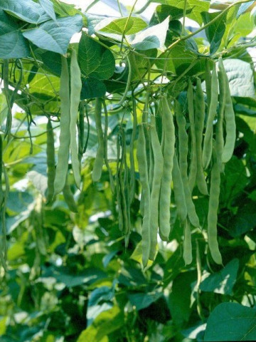 Musica (250 gr) seminte de fasole lata de cultura verde deschis urcatoare, Hazera