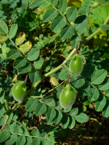 Naut (100 g), seminte naut, planta anuala rezistenta la seceta, Agrosem