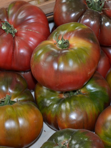 Negre de Crimeea (Black Krim) – 0.5 gr - Seminte Tomate Negre cu Crestere Nedeterminata Black Krim Negre de Crimeea Extratimpurii de la Opal