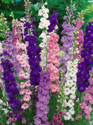 Nemtisor Mix (30 seminte) seminte de Delphinium de gradina cu flori elegante, in culori vii, Agrosem