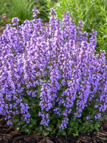 Nepeta (0,3 g), planta aromatica, miros de lamaie si menta, Agrosem