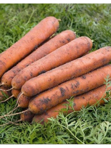 Nominator F1 (25.000 seminte) morcovi orange (calibru seminte < 2 mm ) tip nantes ce produce radacini atractive cilindrice, Bejo