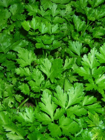 Novas - 1 kg - Seminte de patrunjel ce prezinta rezistenta la frig de un verde intens si o aroma autentica de la Clause