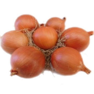 Oloroso F1 (100.000 seminte) de ceapa de culoare aramiu inchis 110-115 zile rotunda cu pastrare pana la 8 luni, Nunhems