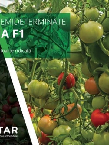 Oltena F1 AS5 311 F1 (100 seminte) rosii timpurii semideterminate, Hektar