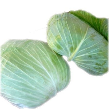 Os Cross F1 (2500 seminte) de varza plata cu capatana mare recomandata pentru consumul in stare proaspata sau industrializare avand o greutate de 3-4 kg si un comportament foarte bun la temeperaturi ridicate, Takii Seeds