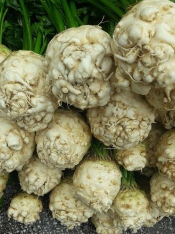 Otago (10.000 seminte) telina de radacina cu un foliaj puternic bine dezvoltat si radacina tuberizata neteda alba ce isi pastreaza culoarea si dupa procesare, Rijk Zwaan