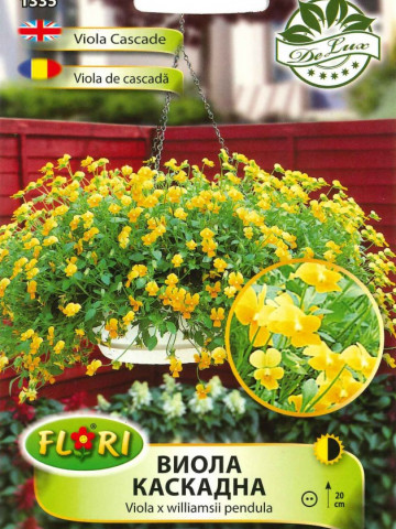 Panselute Curgatoare (Viola) - 180 sem - Seminte flori curgatoare Pansele Curgatoare