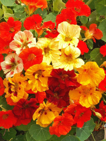 Papucul Doamnei "Jewel" (3 g) seminte de plante cu flori colorate Condurul Doamnei, utile in indepartarea insectelor daunatoare ale legumelor, Horti Tops