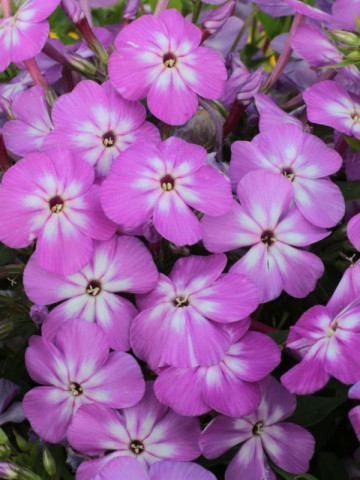 Phlox paniculata Violet Charm Flame (ghiveci 1 l), plante perene cu flori mari purpurii cu centrul alb