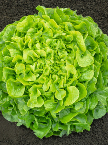 Pleasance (5000 seminte) salata tip oakleaf, Bejo