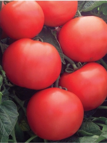 PONTICA - 0.5 gr - Seminte Tomate PONTICA (fost Dacia) de Vara-Toamna de la Mefim Agro