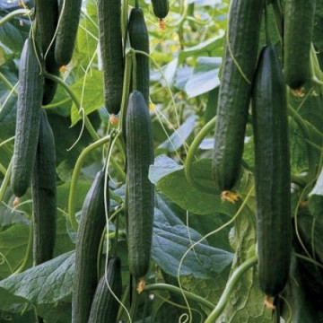 Pradera F1 (1000 seminte) castraveti lungi de sera de tip blue leaf datorita frunzelor care sunt albastrui cu fructe ce ating o lungime de 35-38 cm foarte productiv, Rijk Zwaan