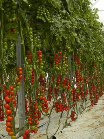 Pralyna F1 (100 seminte) tomate cherry, Profit Seeds