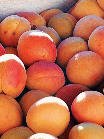 Puiet de cais CMB Ungaria (1 puiet), pom fructifer cais fructe mari, dulci, aromate, Yurta