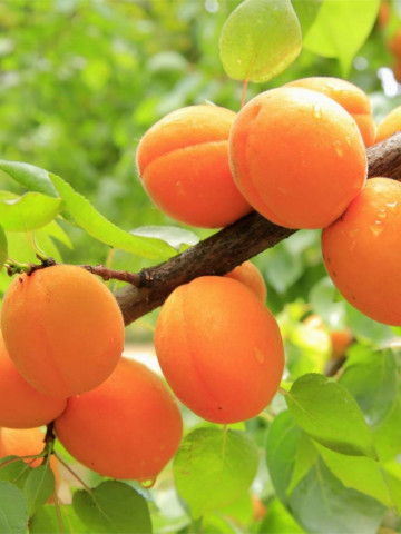 Puiet de cais Early Orange, pom fructifer cais cu fructe de culoare portocaliu inchis, zemoase, cu gust delicios, Yurta