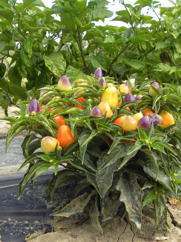 Pyramid (250 seminte) ardei chili iute, Profit Seeds