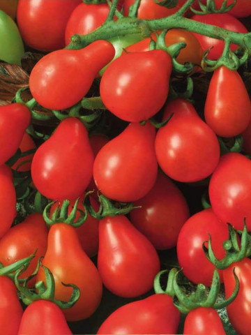 Radana Pearshape (120 seminte) de rosii prunisoare, Seklos