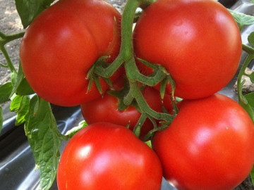 Rally F1 (20 seminte) tomate cu fructe mari lucioase, fara capac verde, Enza Zaden