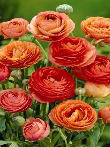 Ranunculus Orange (10 bulbi), flori culoare portocalie, inflorescenta bogata, bulbi de flori