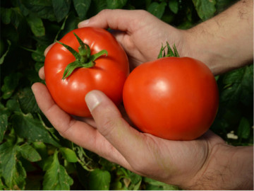 Red Morning F1 (250 seminte) rosii determinate, Clause
